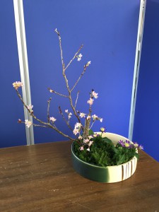ヒカゲとサクラ